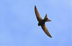 Common Swift